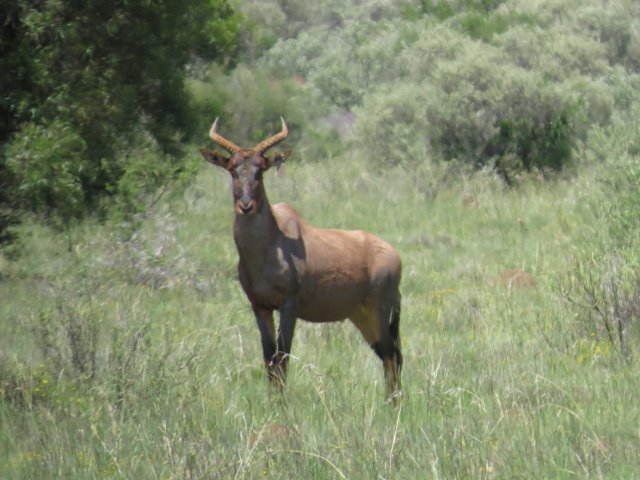 GALLERY Tsessebe04 - Buffelcor Langkop Boerdery