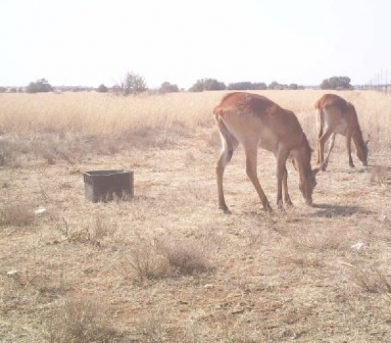 Lechwe01