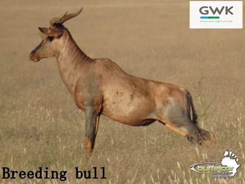 breeding bull - Buffelcor Langkop Boerdery