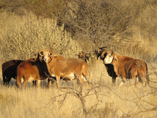 multihorned goat - Buffelcor Langkop Boerdery